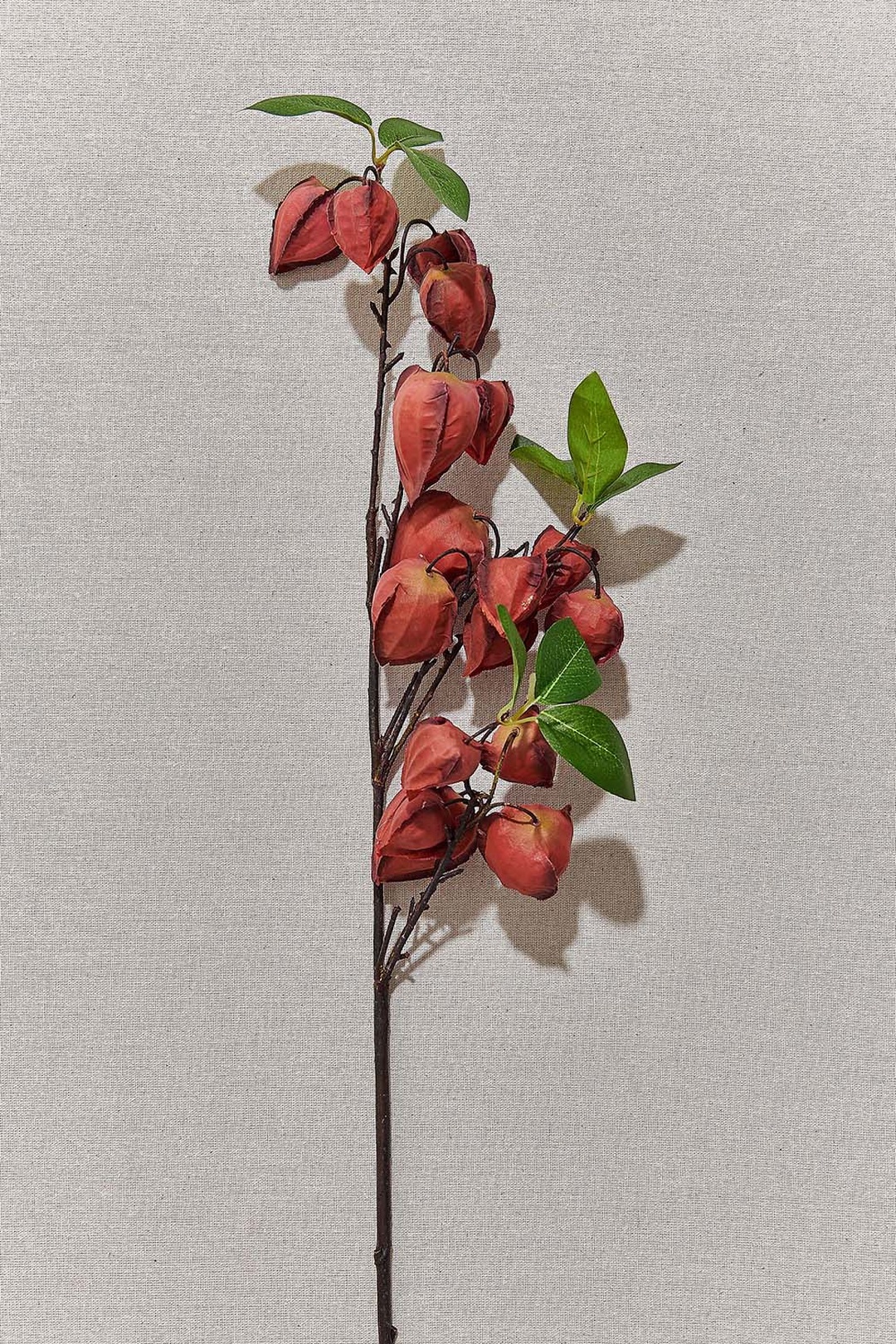 Bordo Phaselis 82 cm