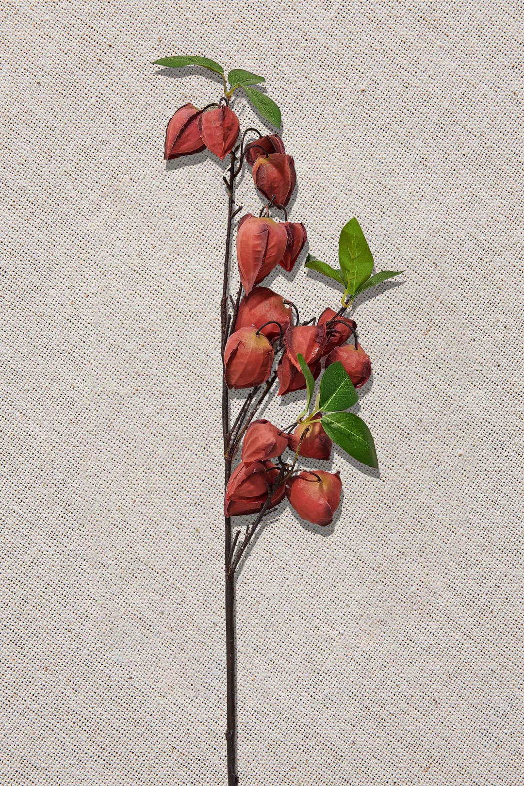 Bordo Phaselis 82 cm