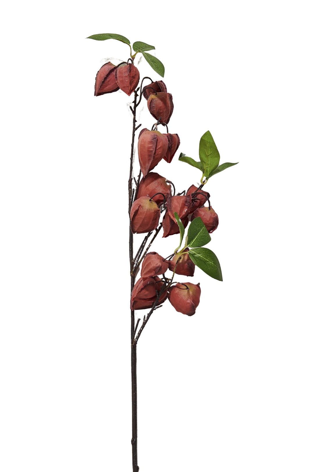 Bordo Phaselis 82 cm