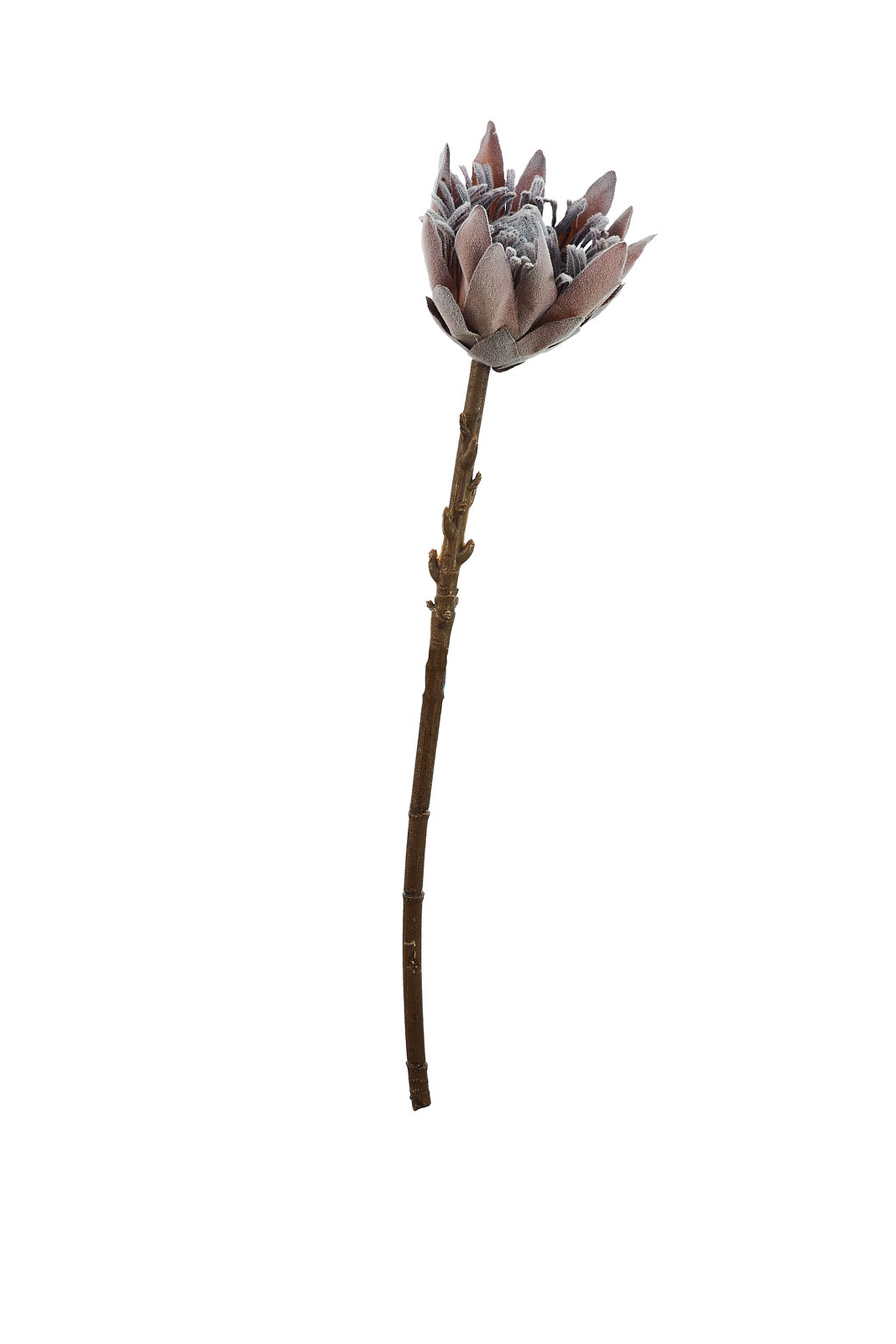 Protea 50 cm Kahverengi