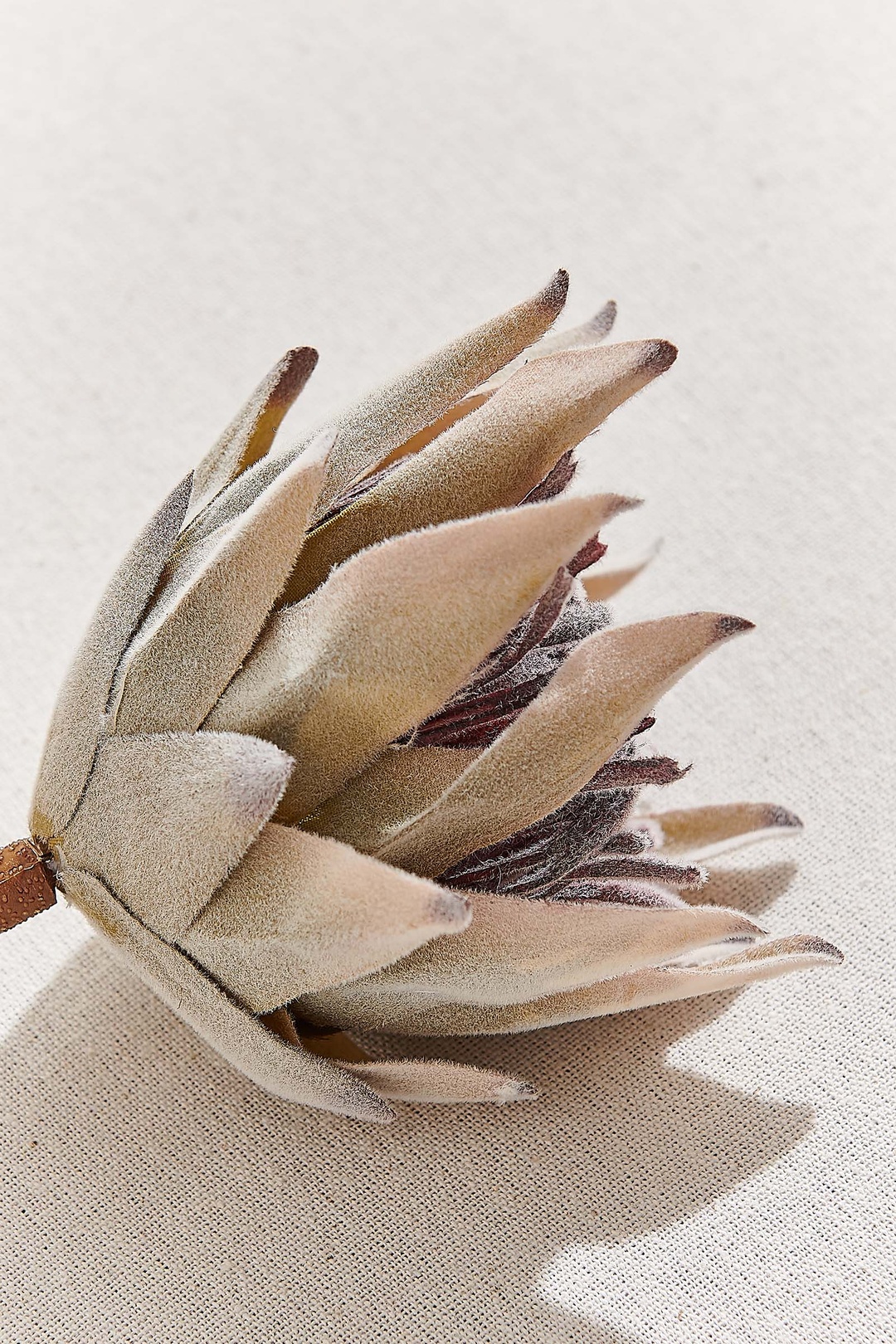 Protea 50 cm Yeşil