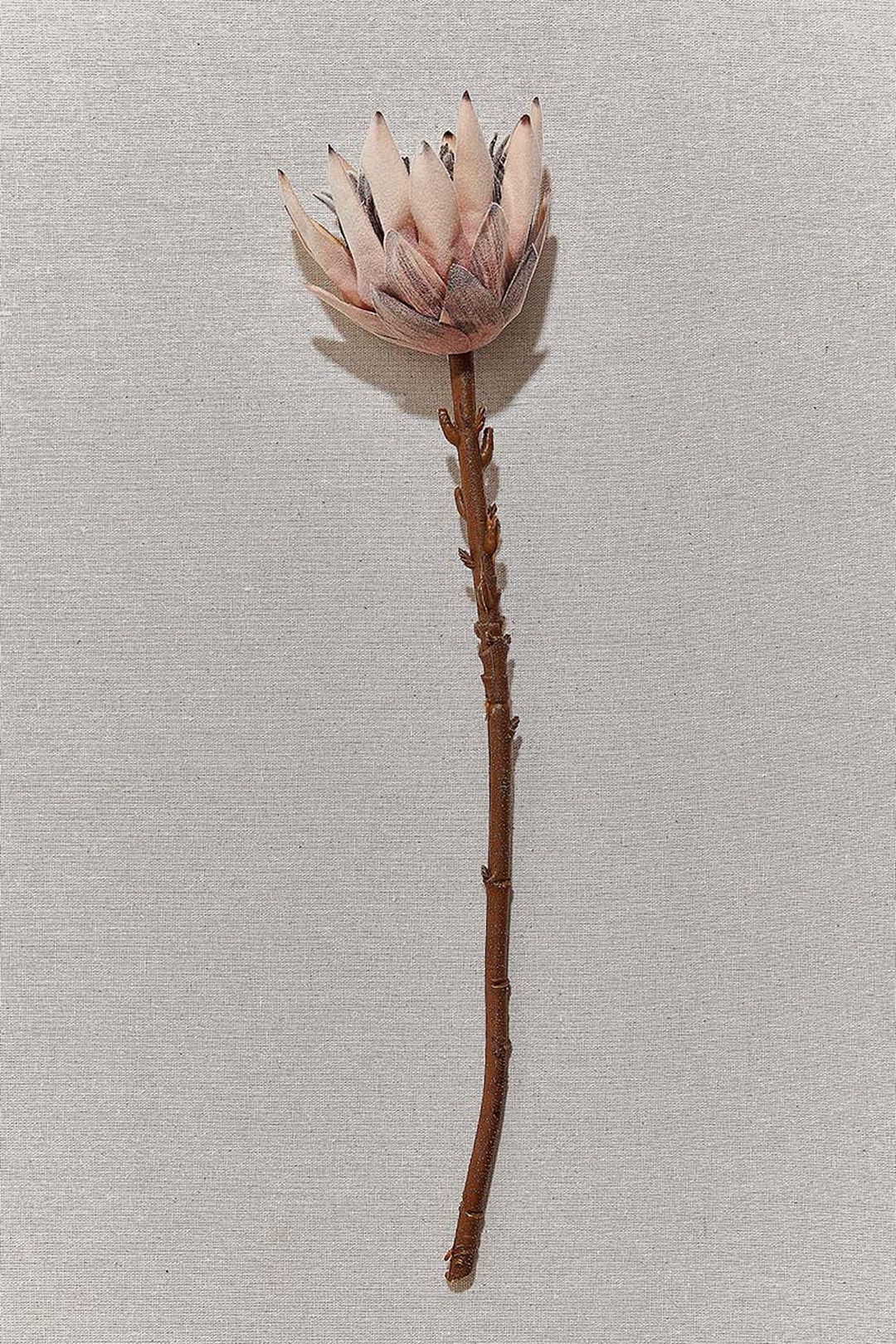 Protea 50 cm Sarı