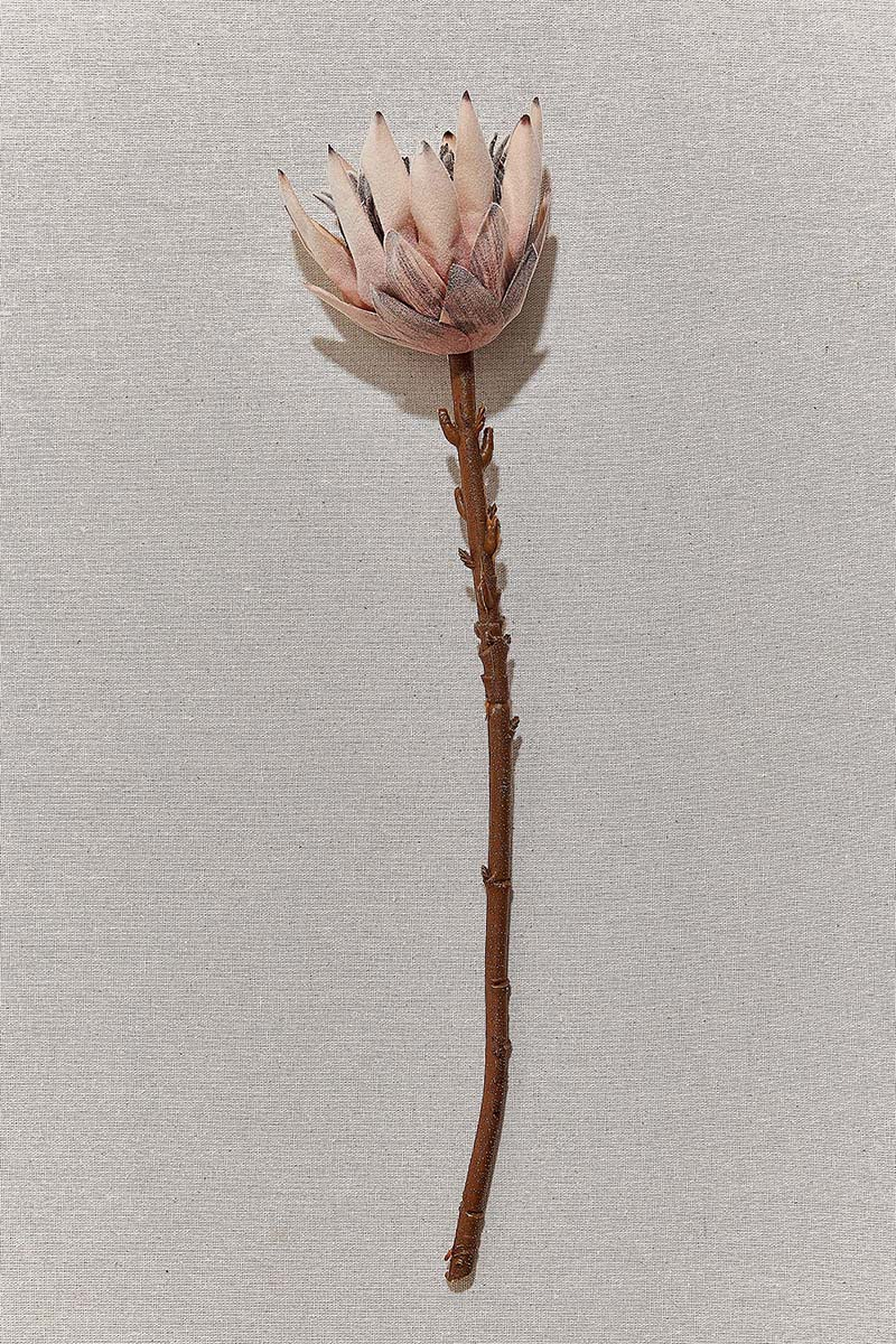 Protea 50 cm Sarı