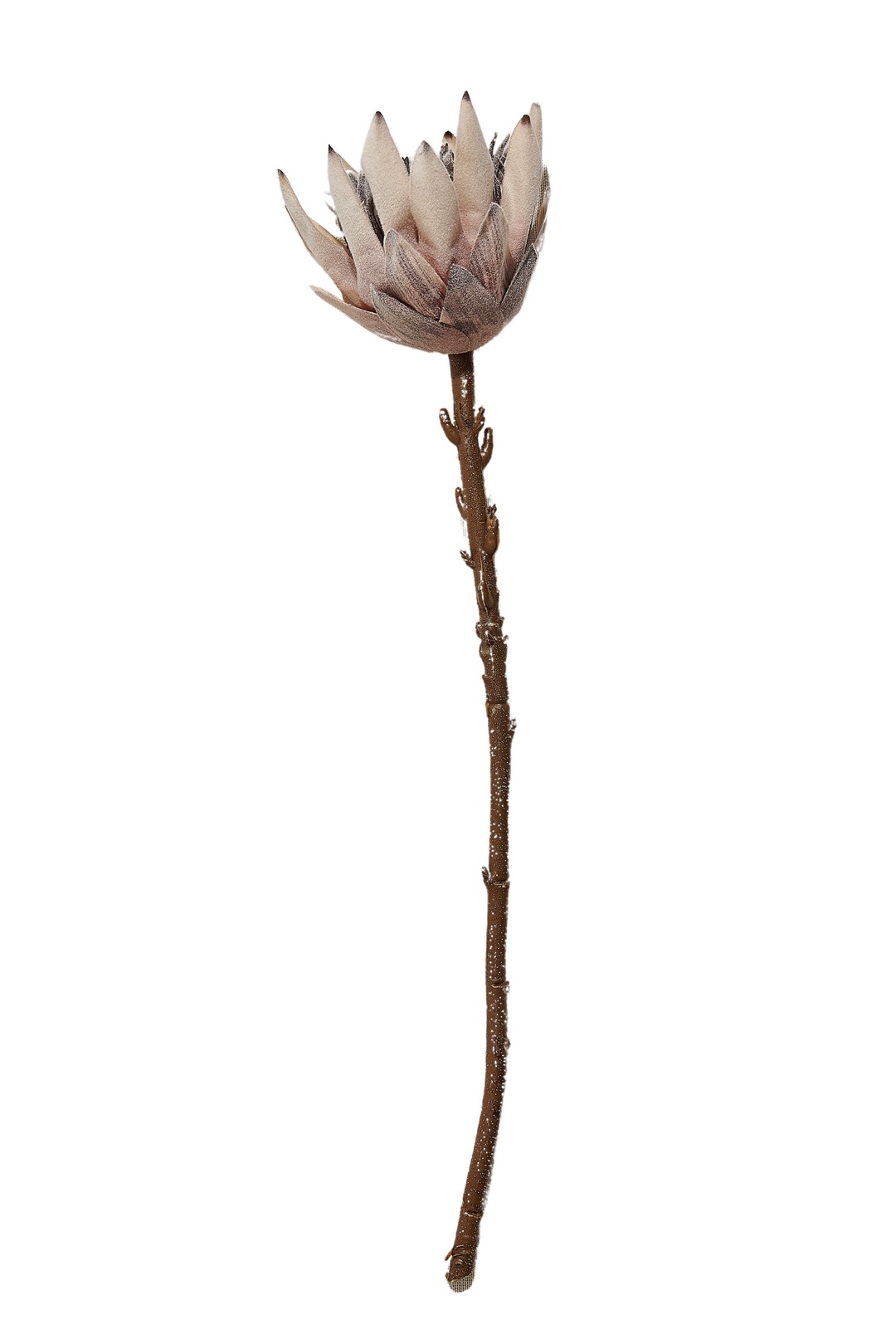 Protea 50 cm Sarı