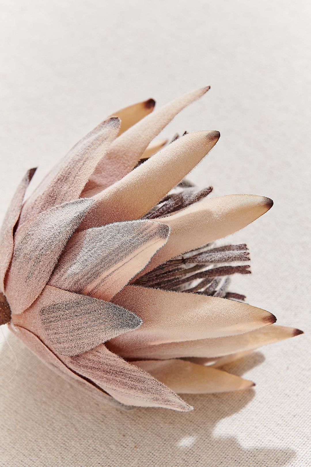 Protea 50 cm Sarı