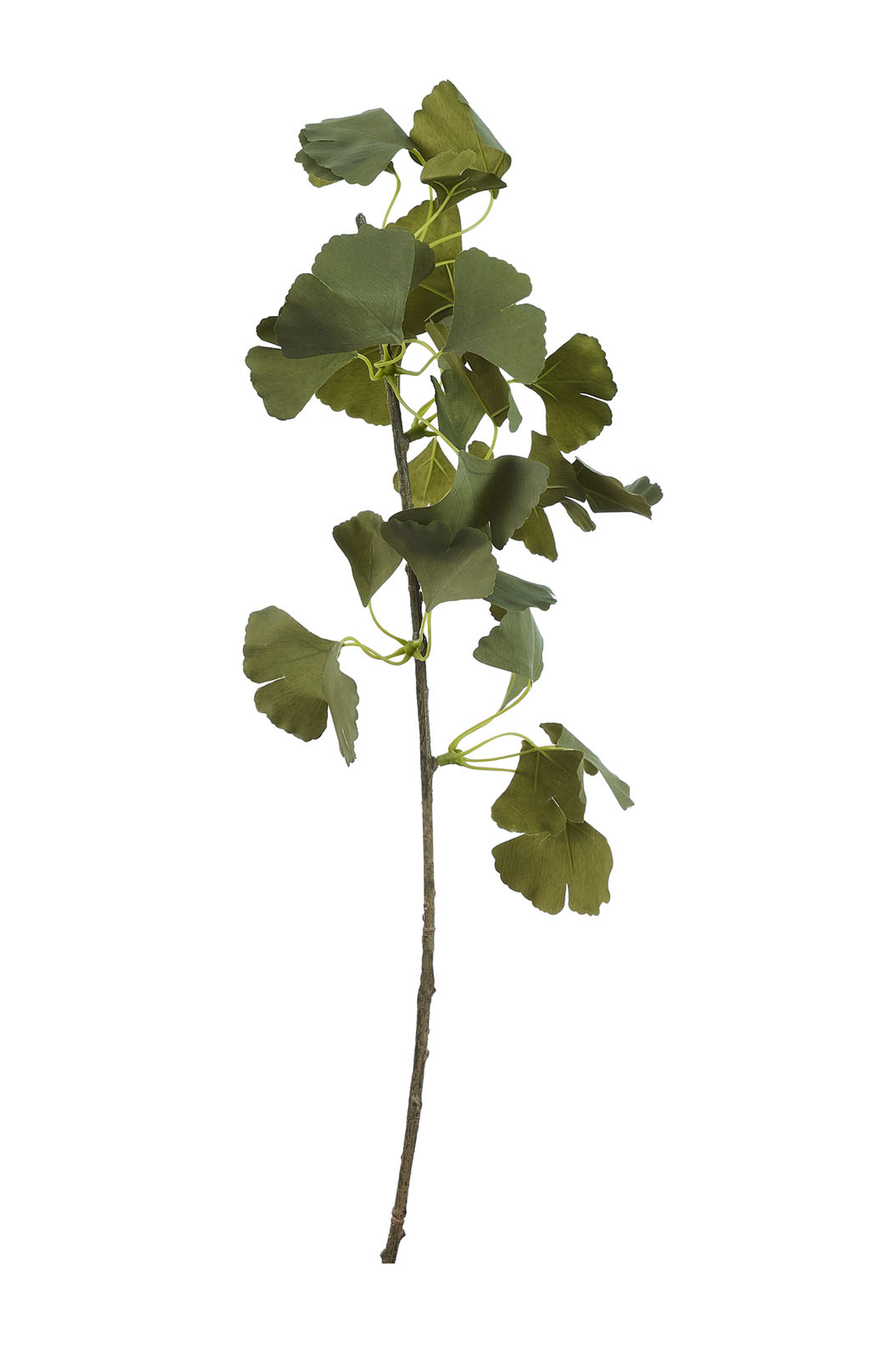 Ginkgo 75 cm Yeşil