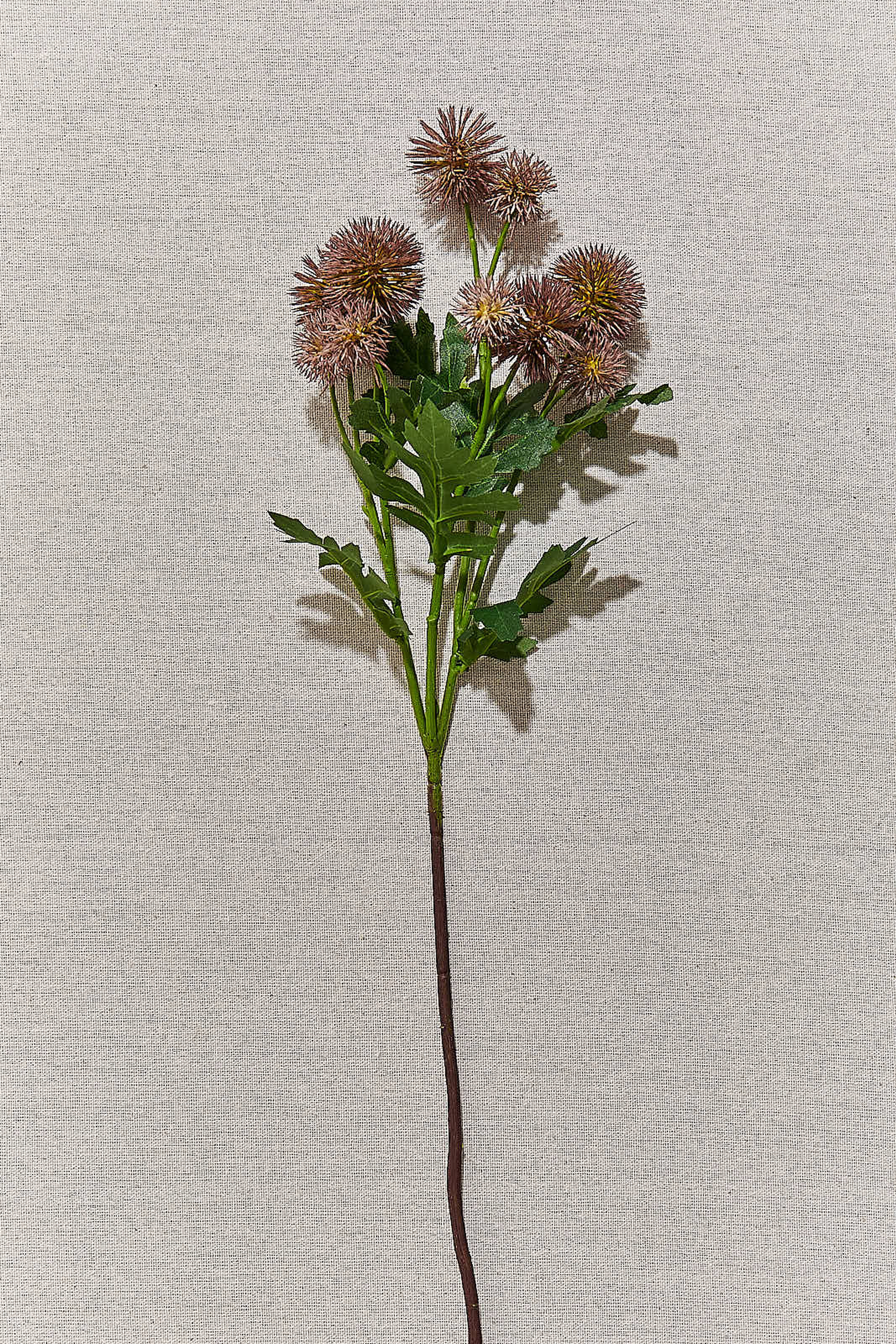 Karahindiba 56 cm Mor