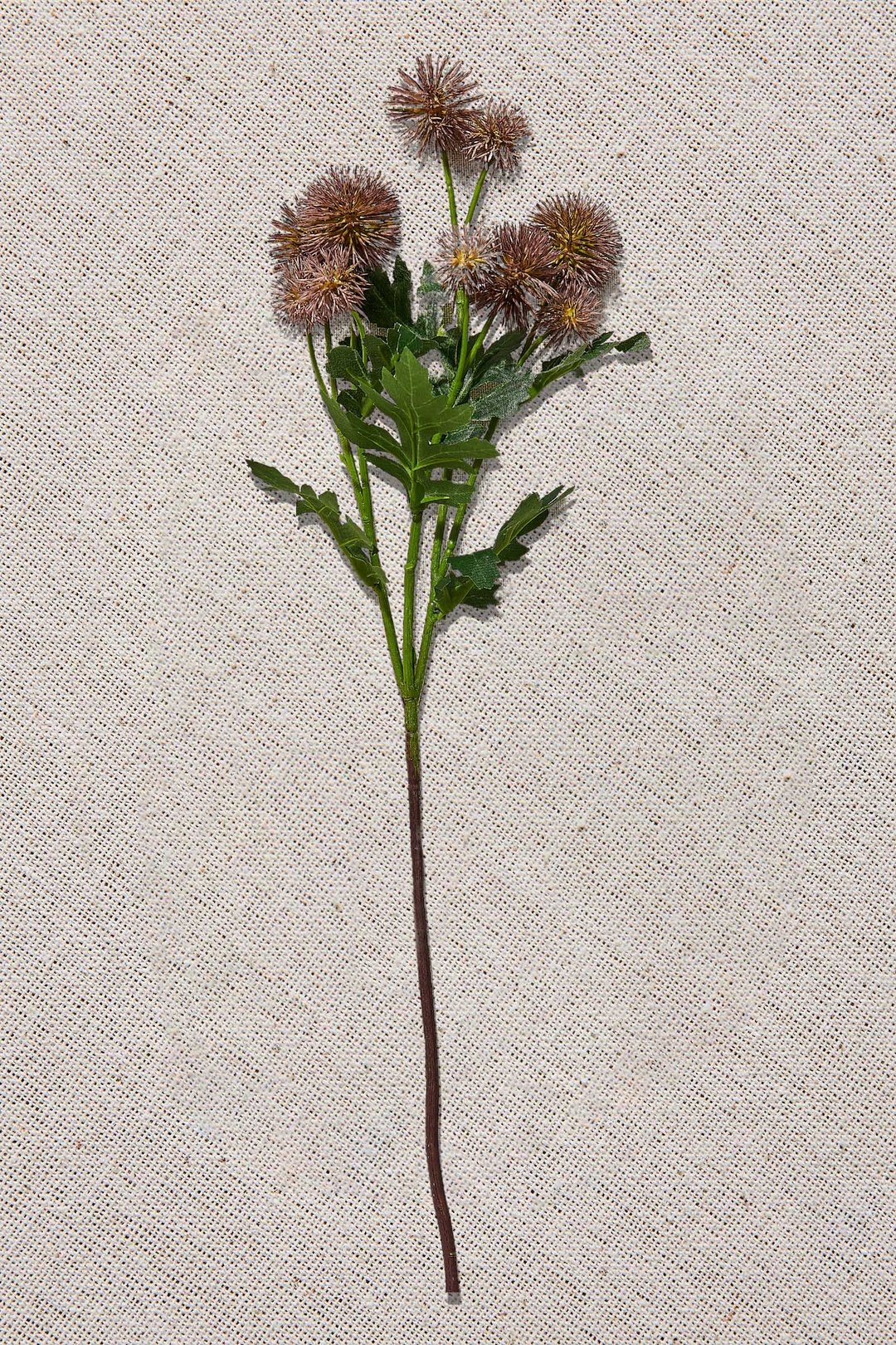 Karahindiba 56 cm Mor
