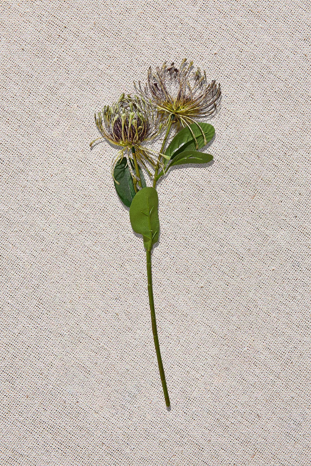Pincushion 41 cm Mor
