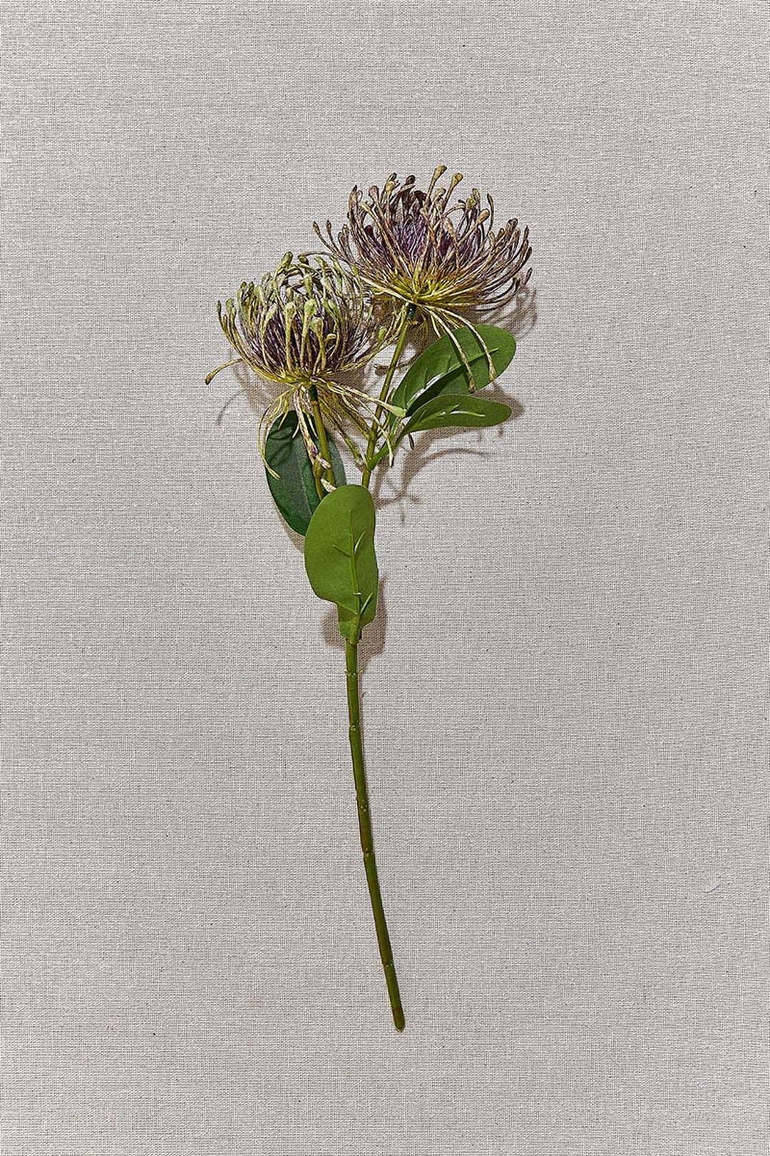 Pincushion 41 cm Mor