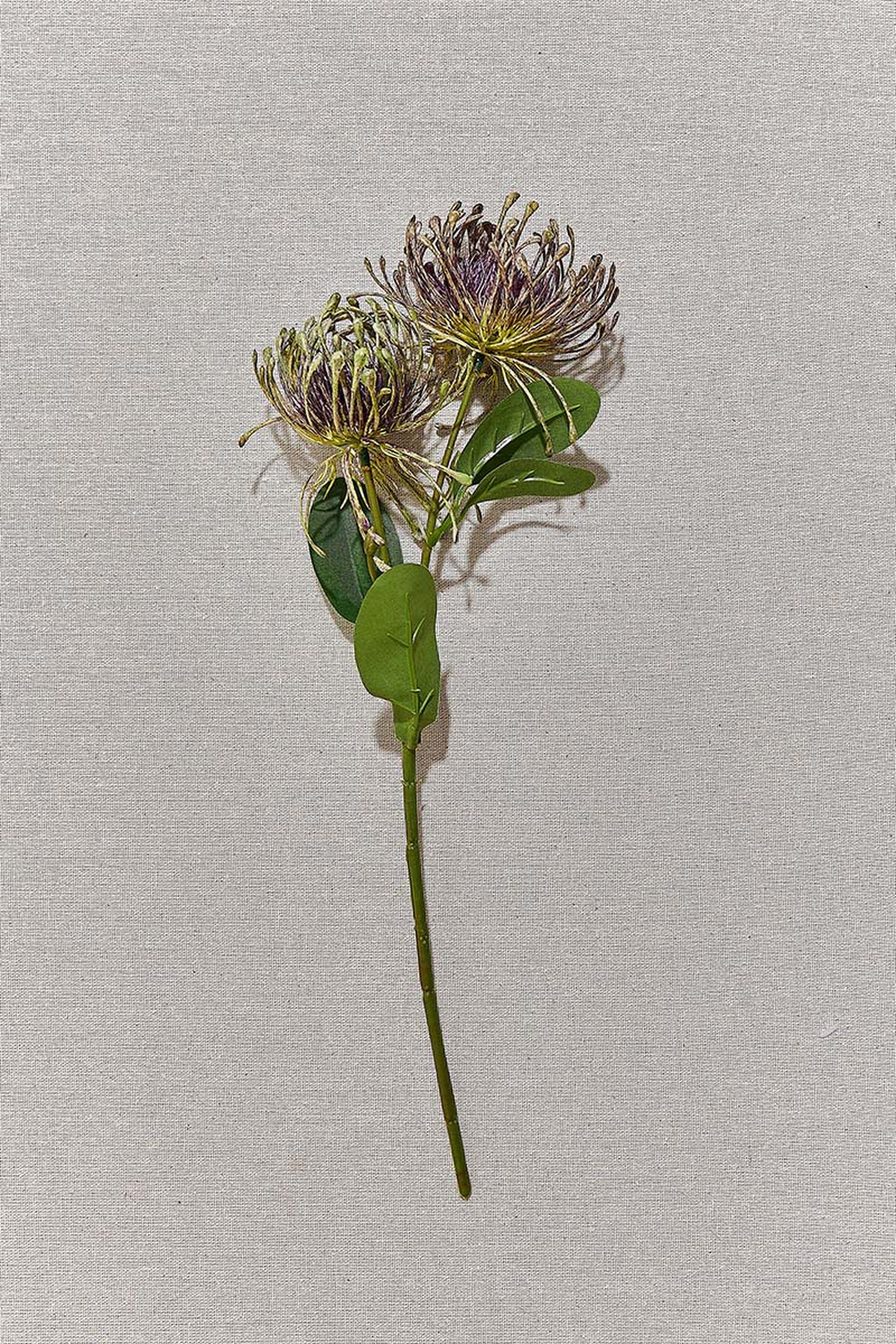 Pincushion 41 cm Mor