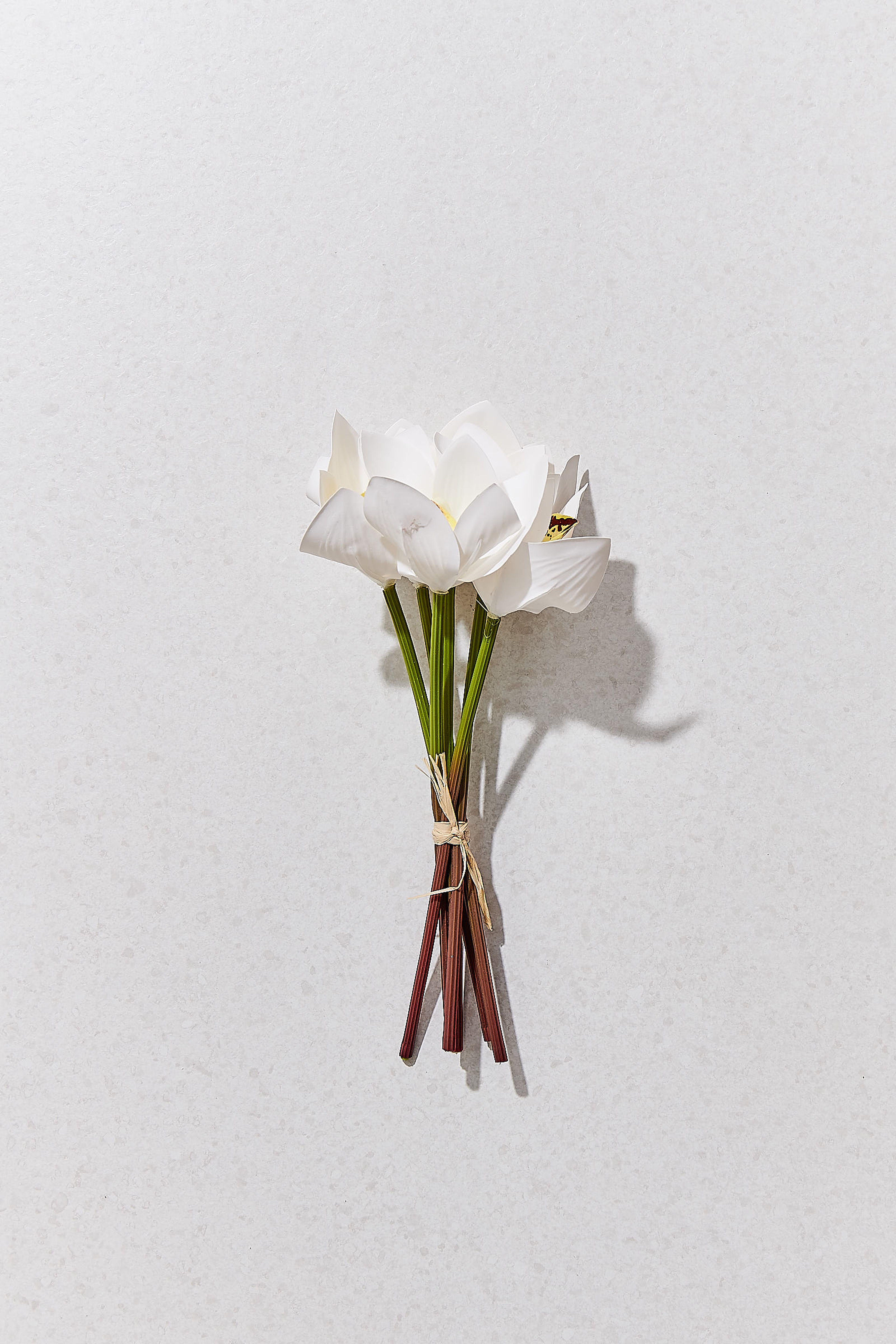 Orkide Demeti 25 Cm