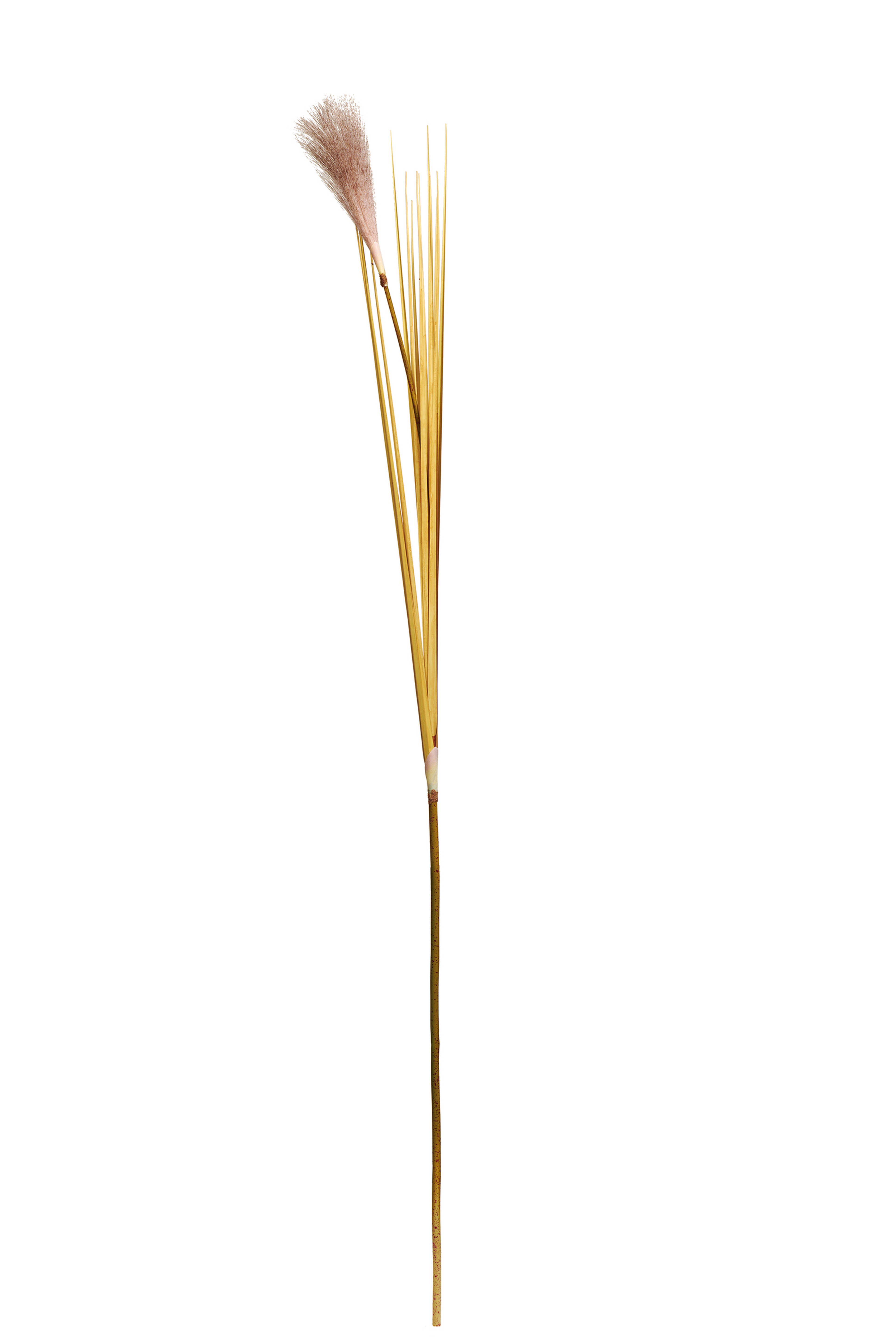 Bulrush 119 cm Krem