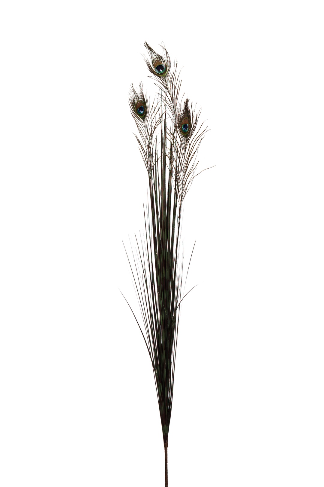 Peacock 136 cm