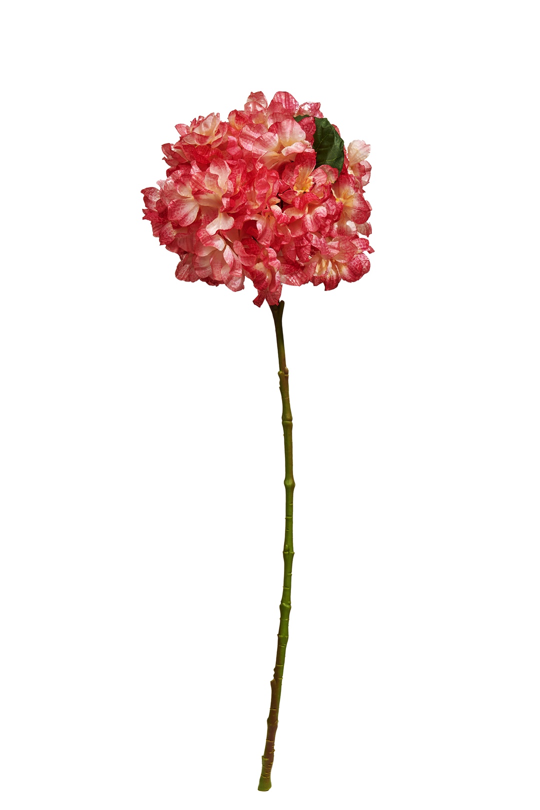 Ortanca 60 cm Pembe