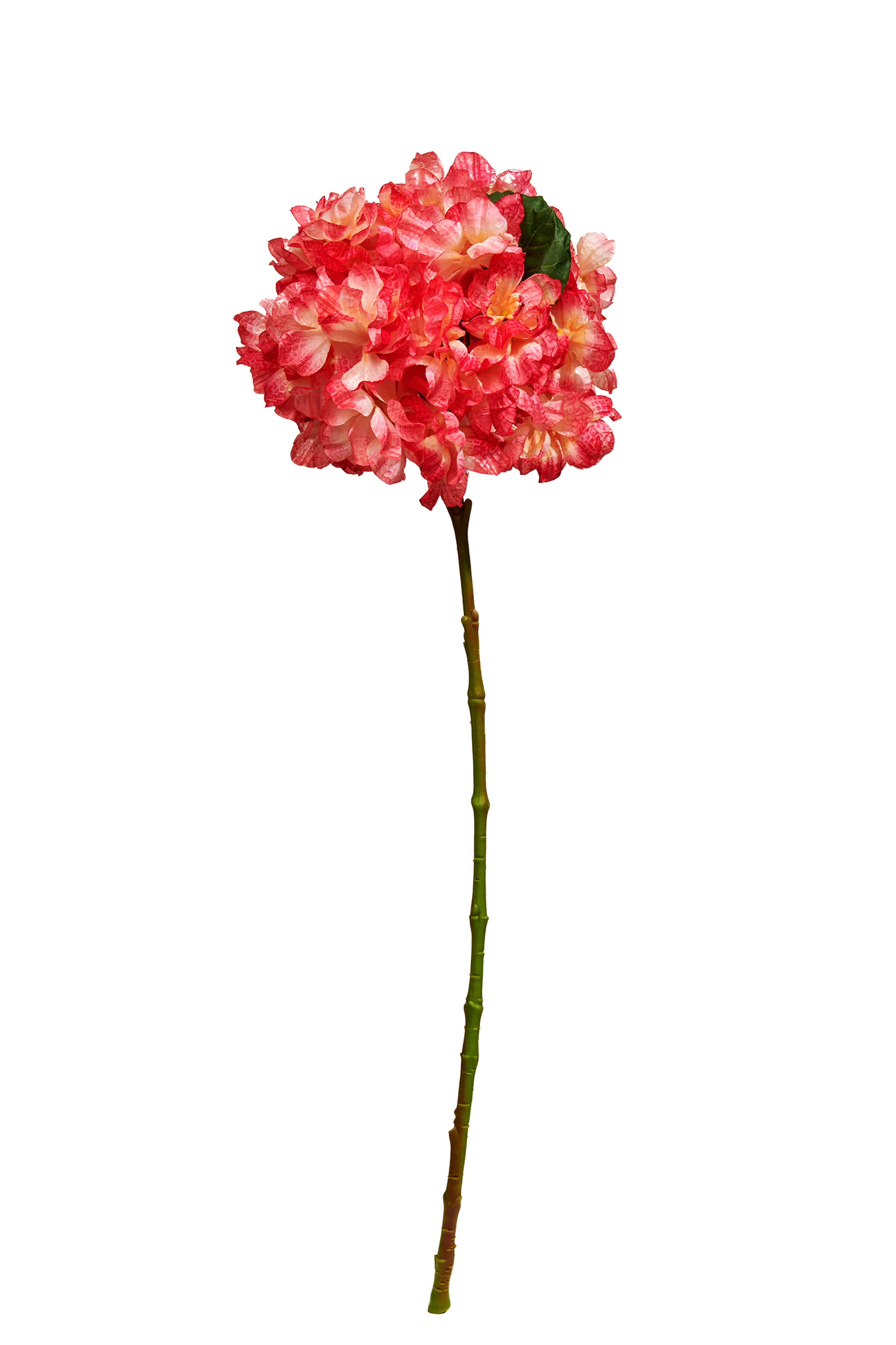 Ortanca 60 cm Pembe
