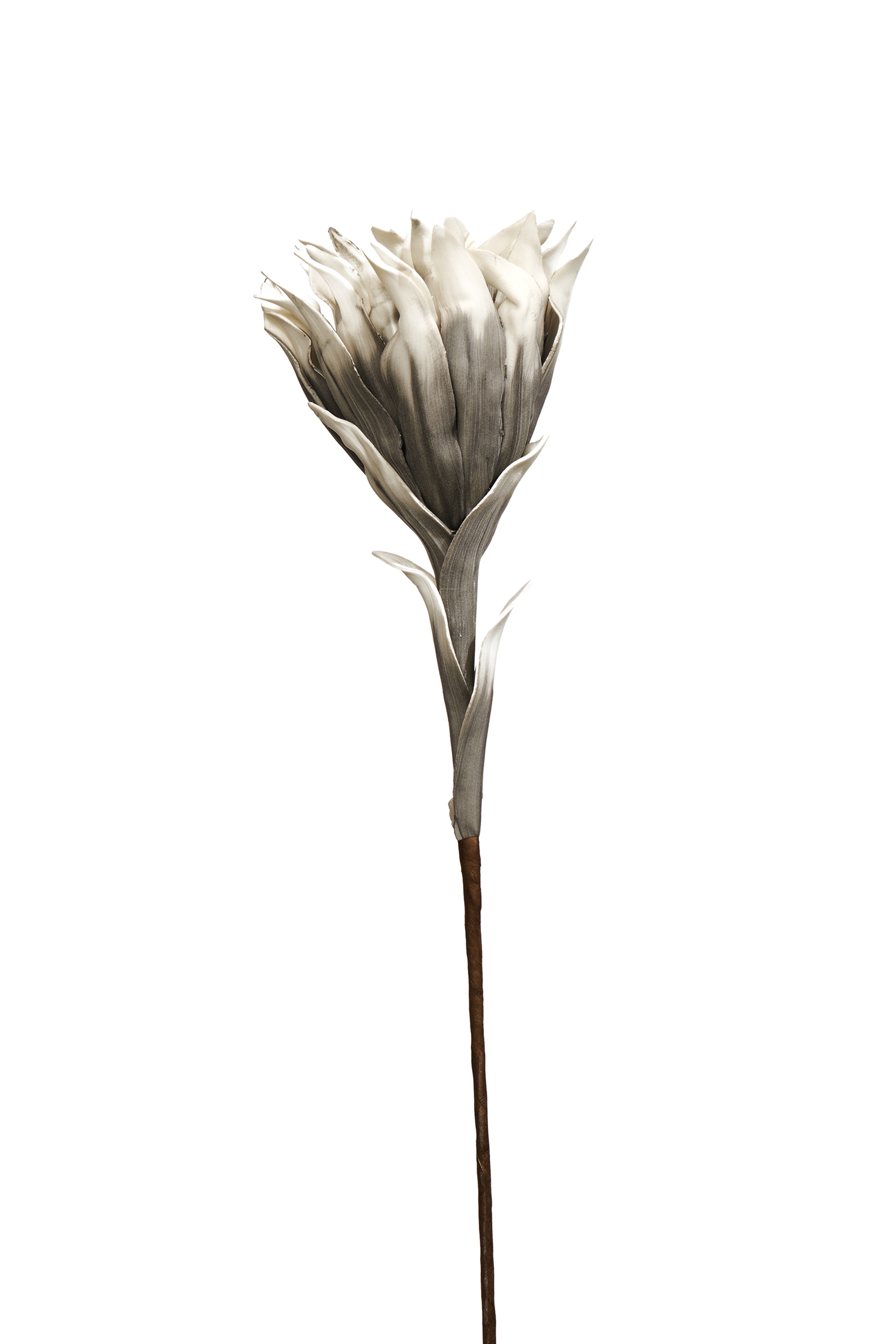 Yıldız Çiçeği 90 cm Gri