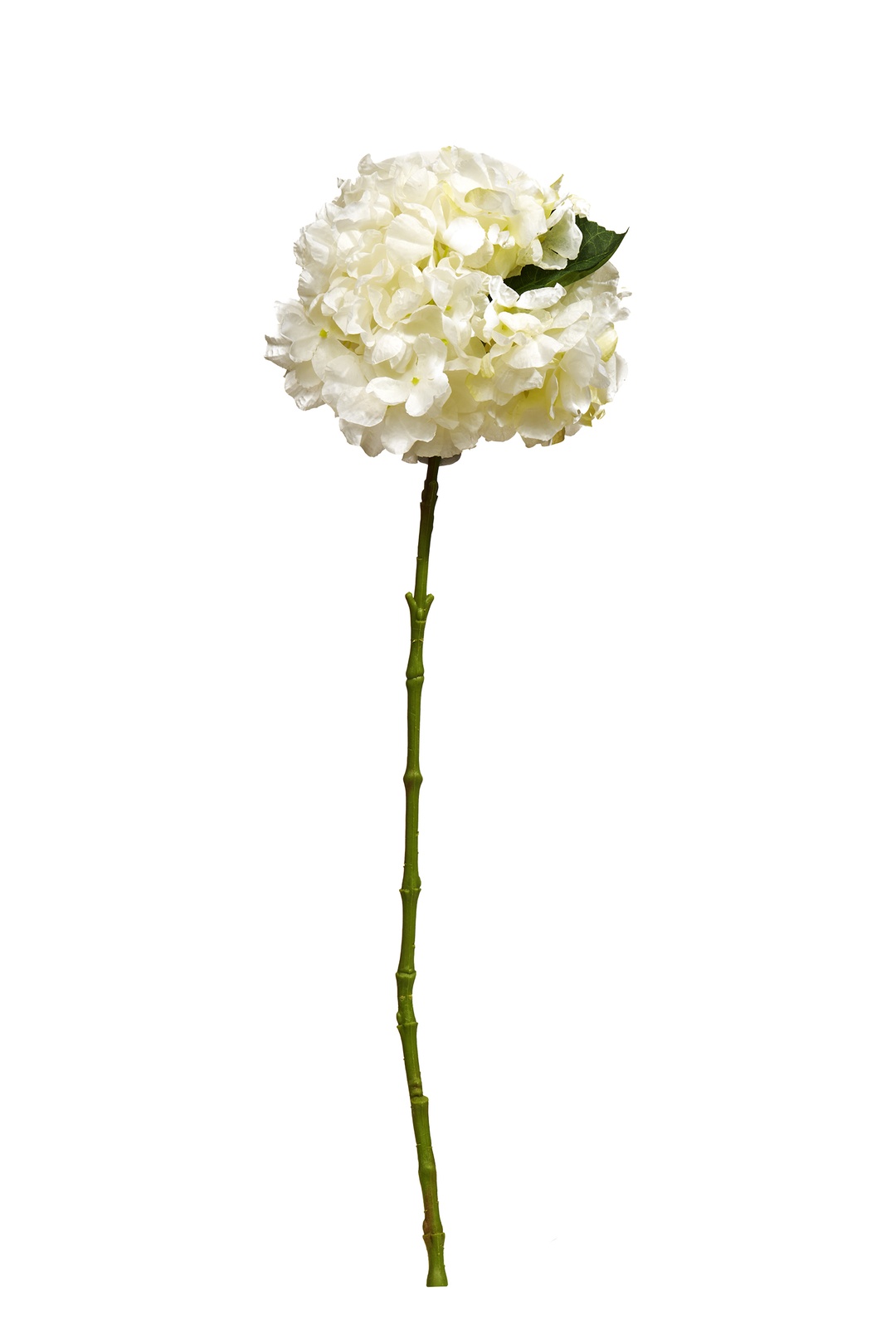 Ortanca 60 cm Beyaz