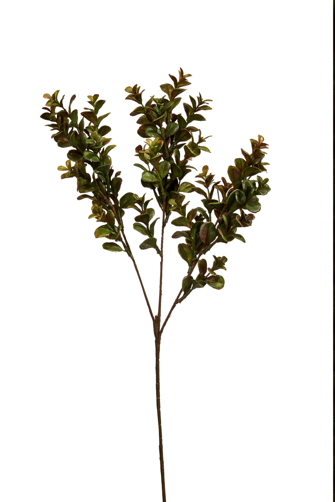 Şimşir Dalı 60 cm