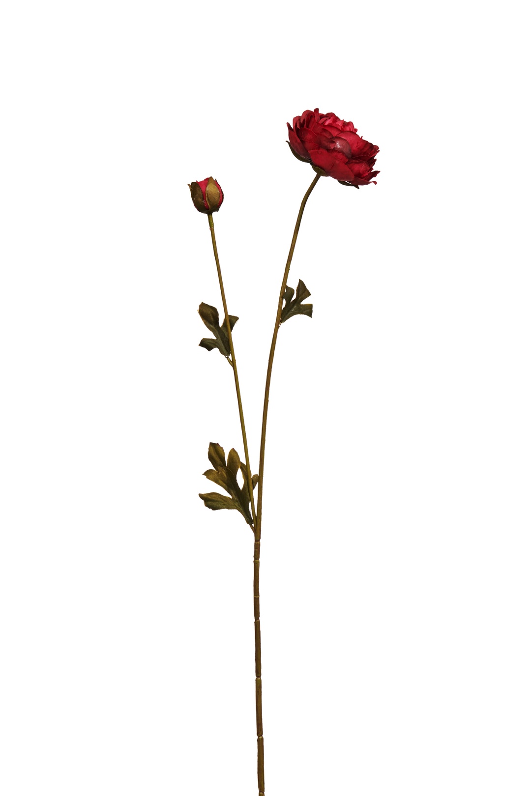 Ranunculus Çiçeği Kırmızı 65 cm