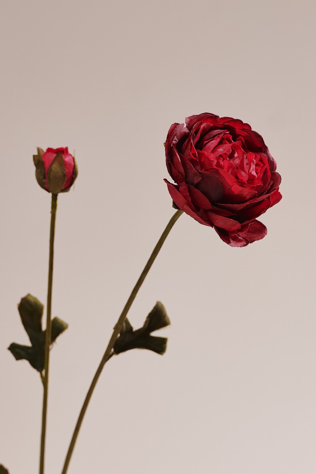 Ranunculus Çiçeği Kırmızı 65 cm