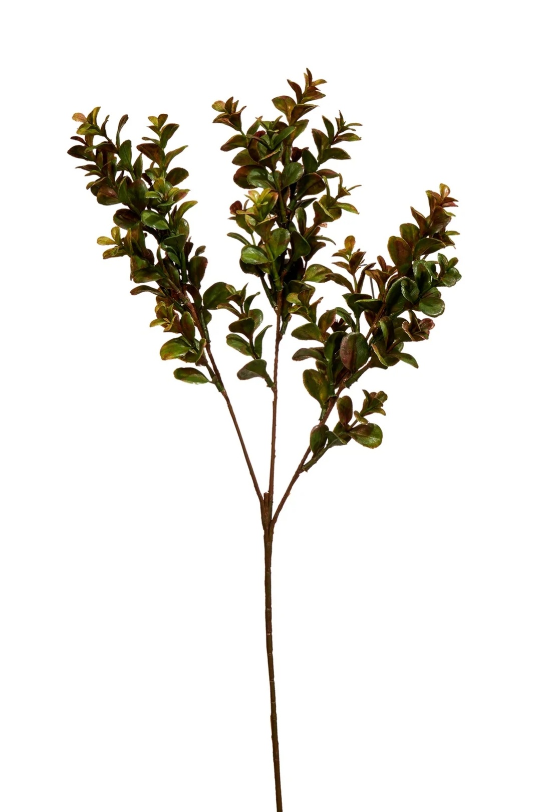 Şimşir Dalı 60 cm
